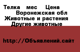 Телка 6 мес. › Цена ­ 25 000 - Воронежская обл. Животные и растения » Другие животные   